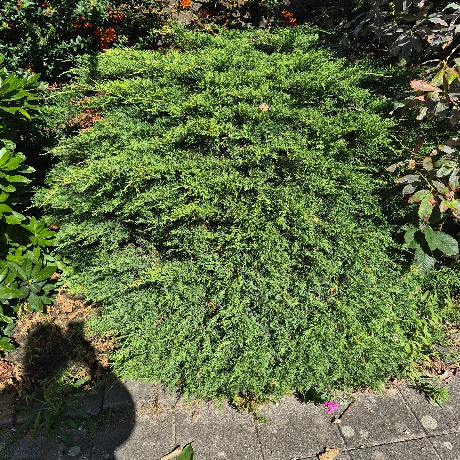 Gratis dwergconifeer - zelf uitgraven, Ophalen, Vaste plant