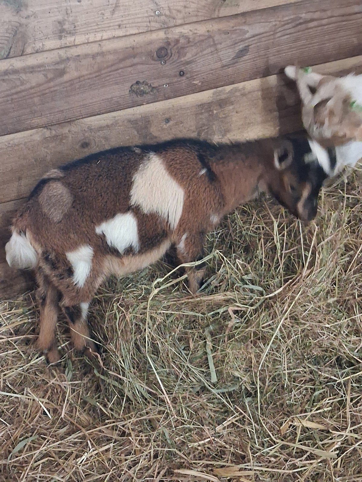 Dwerggeit koppel (maanvlek), Meerdere dieren, Geit, 0 tot 2 jaar
