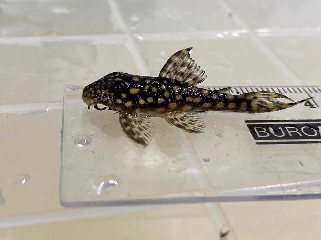 Hypancistrus L136b pleco (3-3,5 cm), Dieren en Toebehoren, Vissen | Aquariumvissen, Vis
