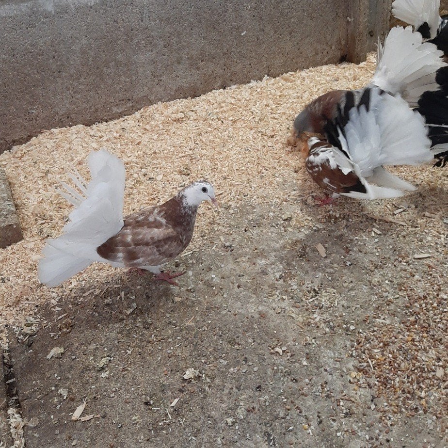 pauwstaart, Dieren en Toebehoren, Vogels | Duiven, Meerdere dieren, Overige soorten