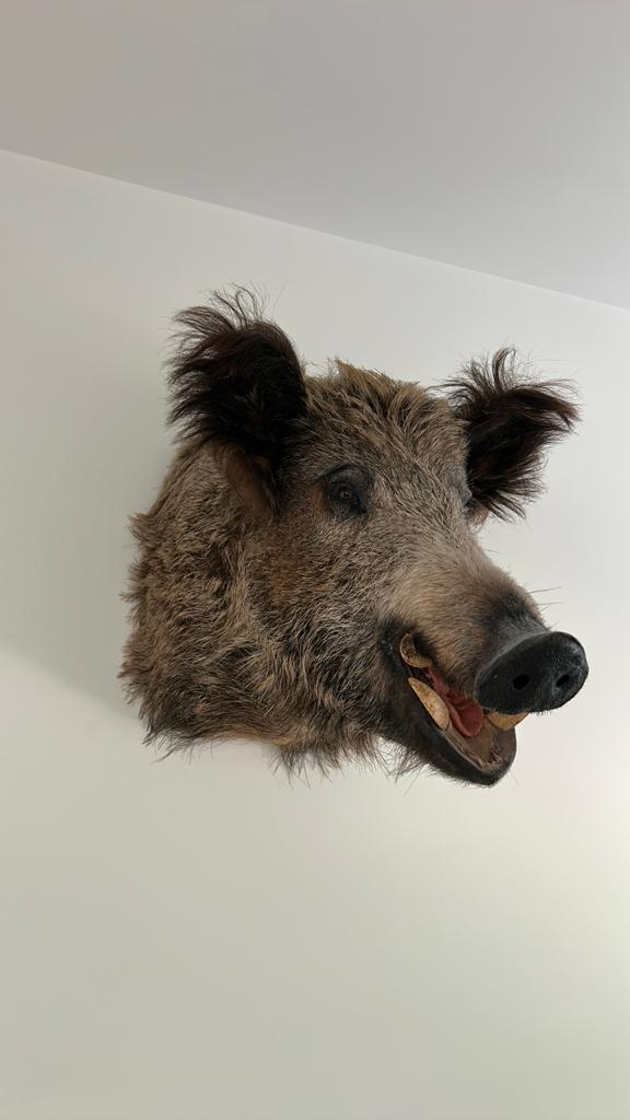 Wildzwijn kop, Verzamelen, Dierenverzamelingen, Ophalen of Verzenden, Zo goed als nieuw, Beeldje of Figuurtje