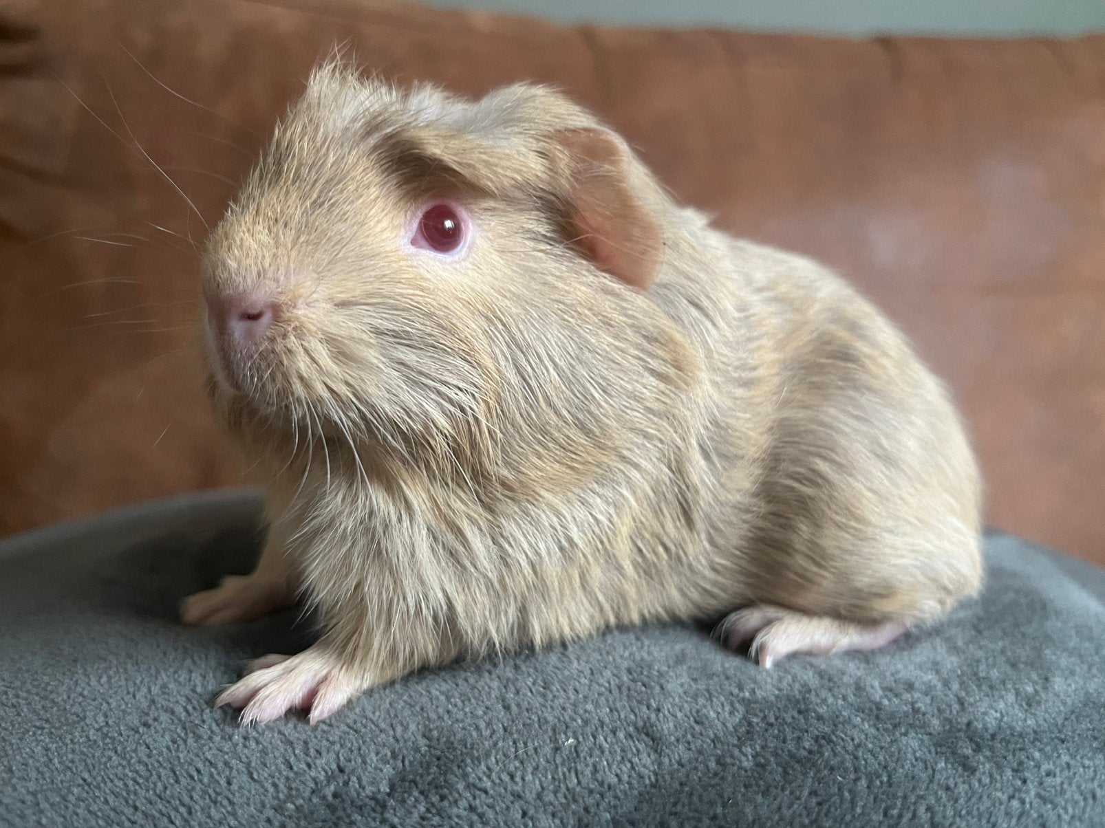 Prachtig jong/ baby cavia beertje argente kleur, Dieren en Toebehoren, Cavia, Augustus, Mannelijk, Tam