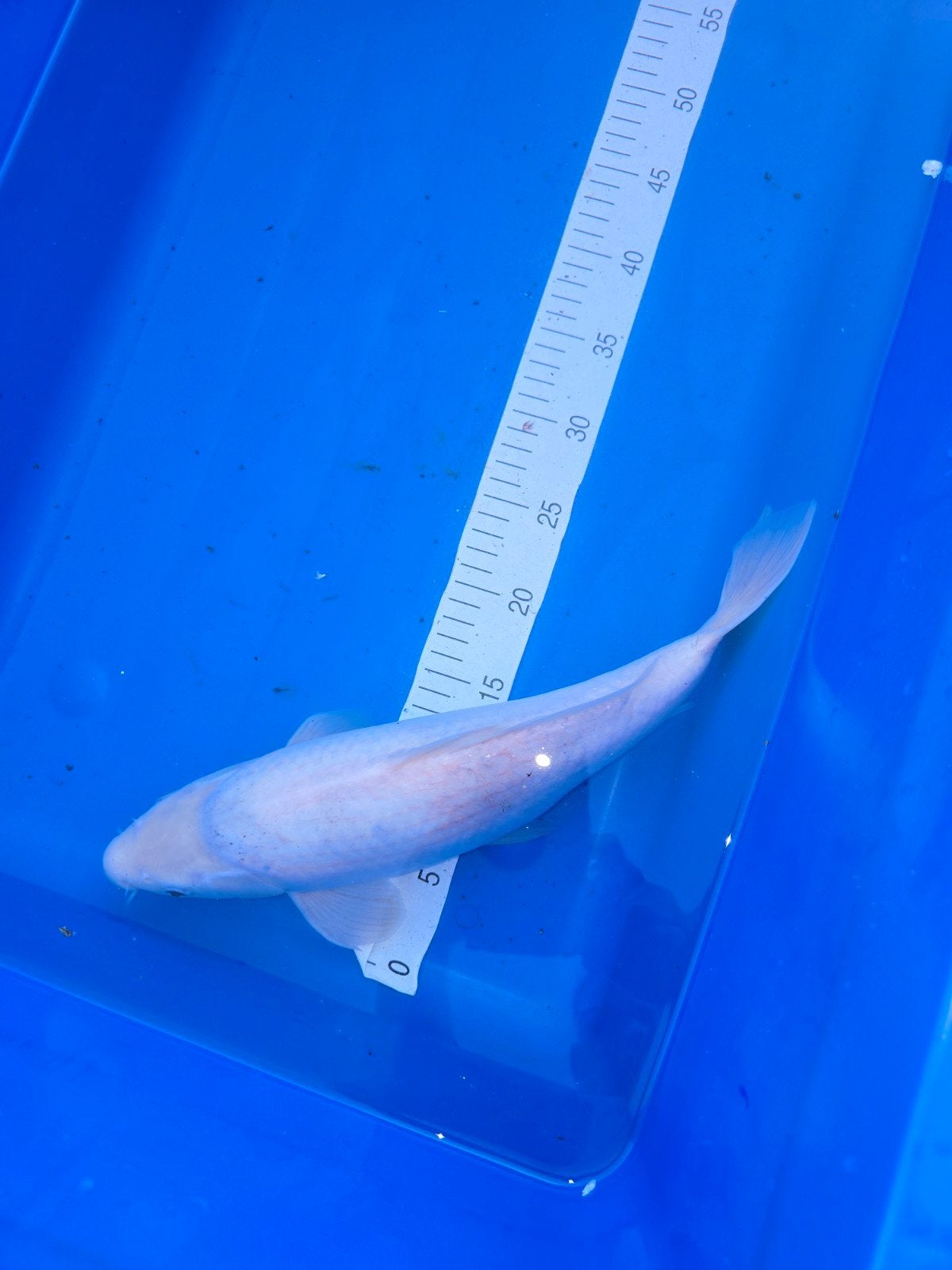 Shiro utsuri Okawa 45 cm, Karper of Koi