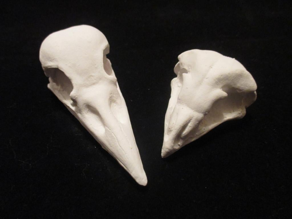 gipsen Vogel Schedel Kraai, Uil, beschilderbaar blanco gips, Ophalen of Verzenden, Nieuw