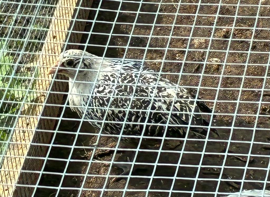 Assendelfter kriel, Dieren en Toebehoren, Meerdere dieren, Kip