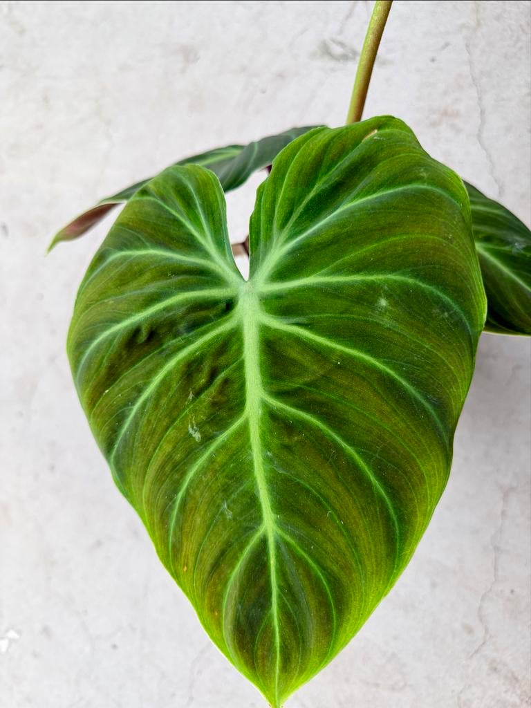 Philodendron El Choco Red p17, Huis en Inrichting, Kamerplanten, Ophalen of Verzenden
