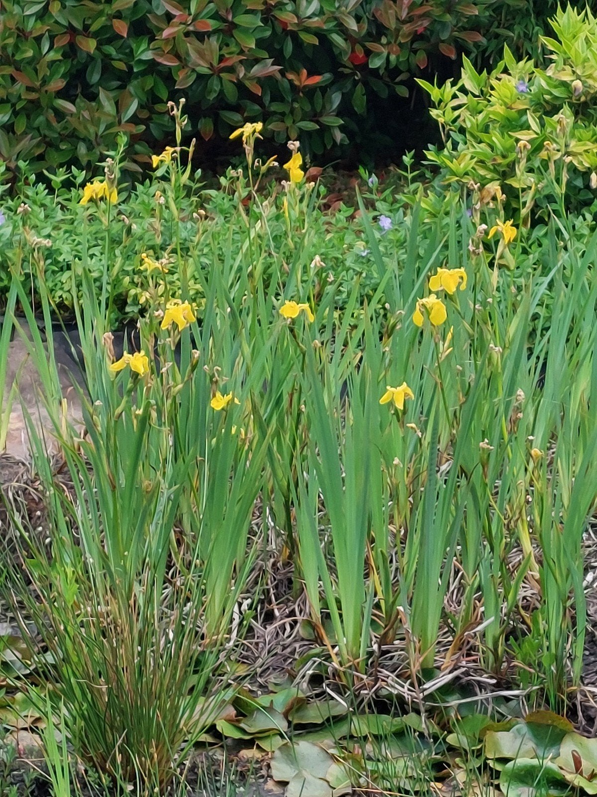 Gratis vijverplanten, Ophalen of Verzenden, Overige soorten, Volle zon