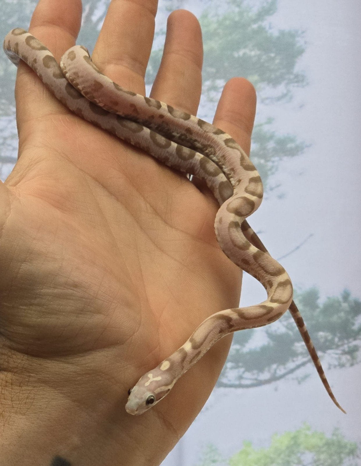 Scaleless ultramel anery,elaphe guttata,rattenslang, Slang, 0 tot 2 jaar