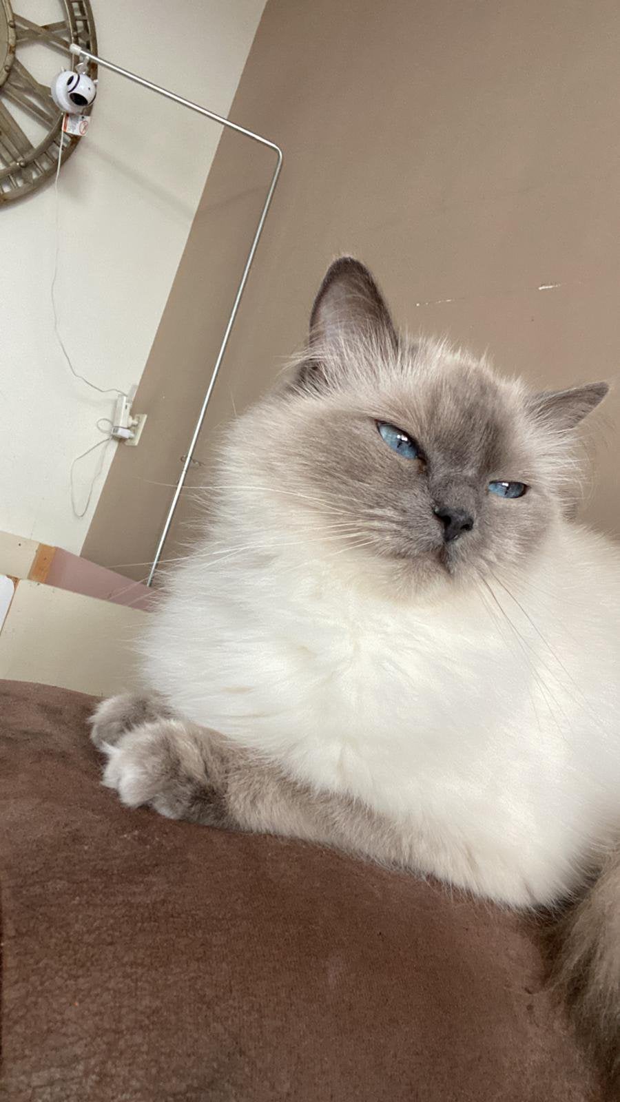 Ragdoll poezen, Dieren en Toebehoren, Poes
