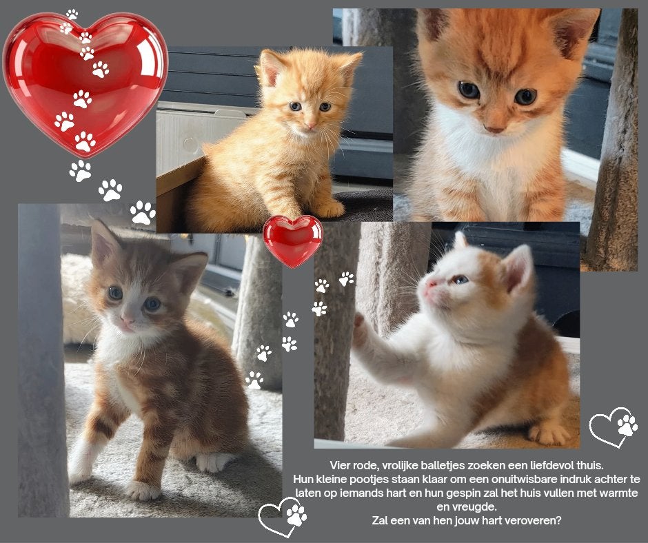 Rood/Witte Kittens, Dieren en Toebehoren, Katten en Kittens | Overige Katten, Meerdere dieren, Kortharig, 0 tot 2 jaar