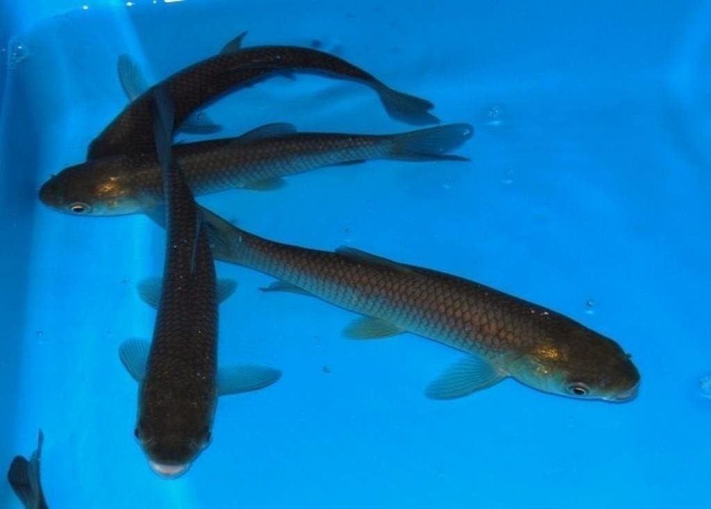 graskarpers, zet ze nu in de vijver, gracht of waterplas!, Karper of Koi
