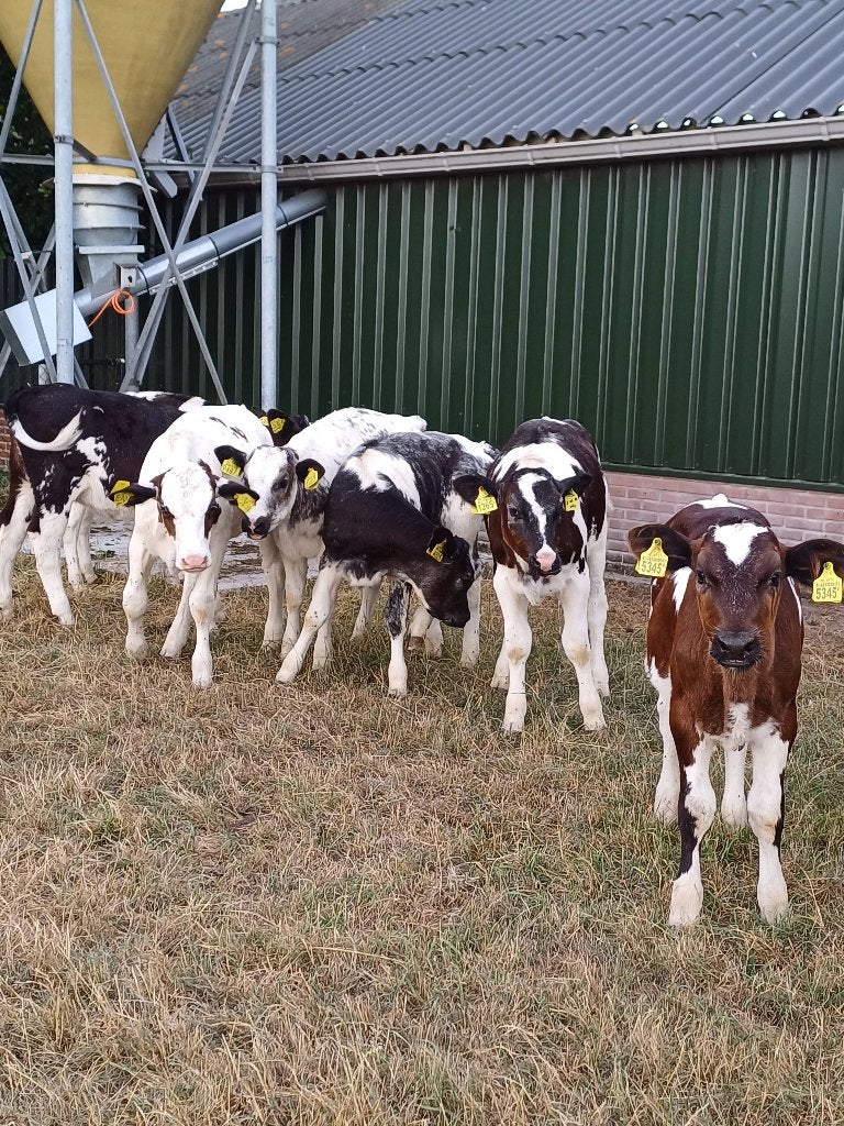 Te koop blauwe kruisling vaarzen!, Dieren en Toebehoren, Vrouwelijk