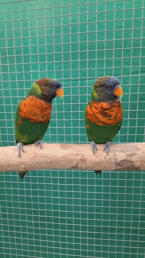 Koppel Massena lori, Dieren en Toebehoren, Vogels | Parkieten en Papegaaien, Papegaai, Geringd