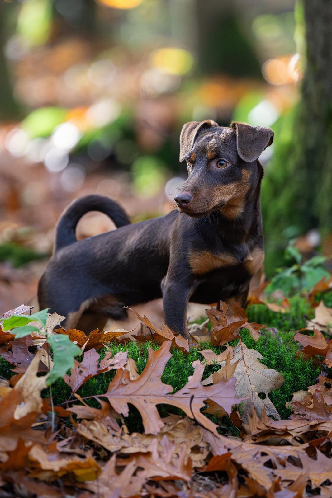Liefdevol nieuw thuis gezocht voor Bobbie (2,5 jaar) ️, Dieren en Toebehoren, Rabiës (hondsdolheid), Jack Russell Terriër, Reu