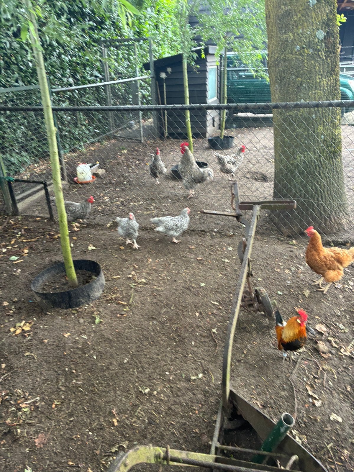 Amrock  kippen trio, ze zijn van begin april. groot ras, Dieren en Toebehoren, Pluimvee, Meerdere dieren, Kip