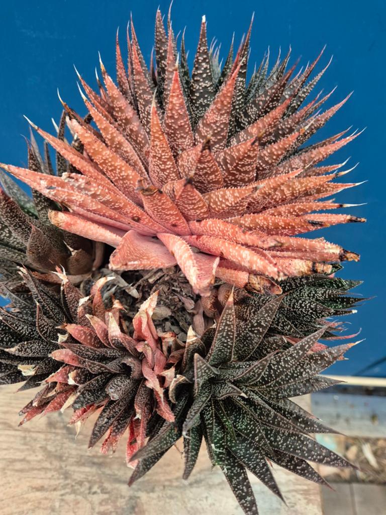 Gasteria Flow XXL p17, Ophalen of Verzenden, Halfschaduw