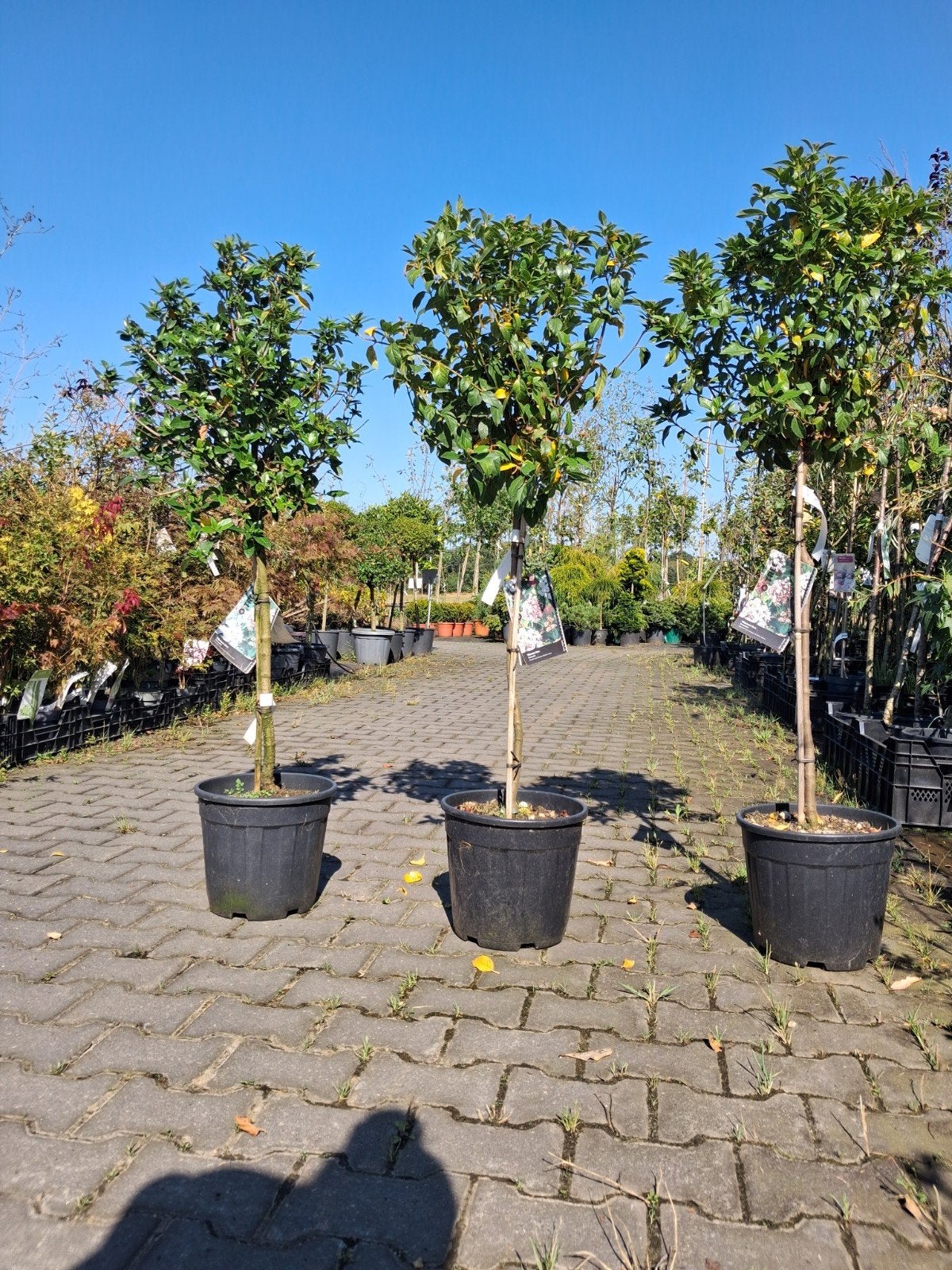 Viburnum Tinus 'Sneeuwbal' op stam, groenblijvend, Tuin en Terras, Ophalen of Verzenden, Overige soorten, Struik, 100 tot 250 cm