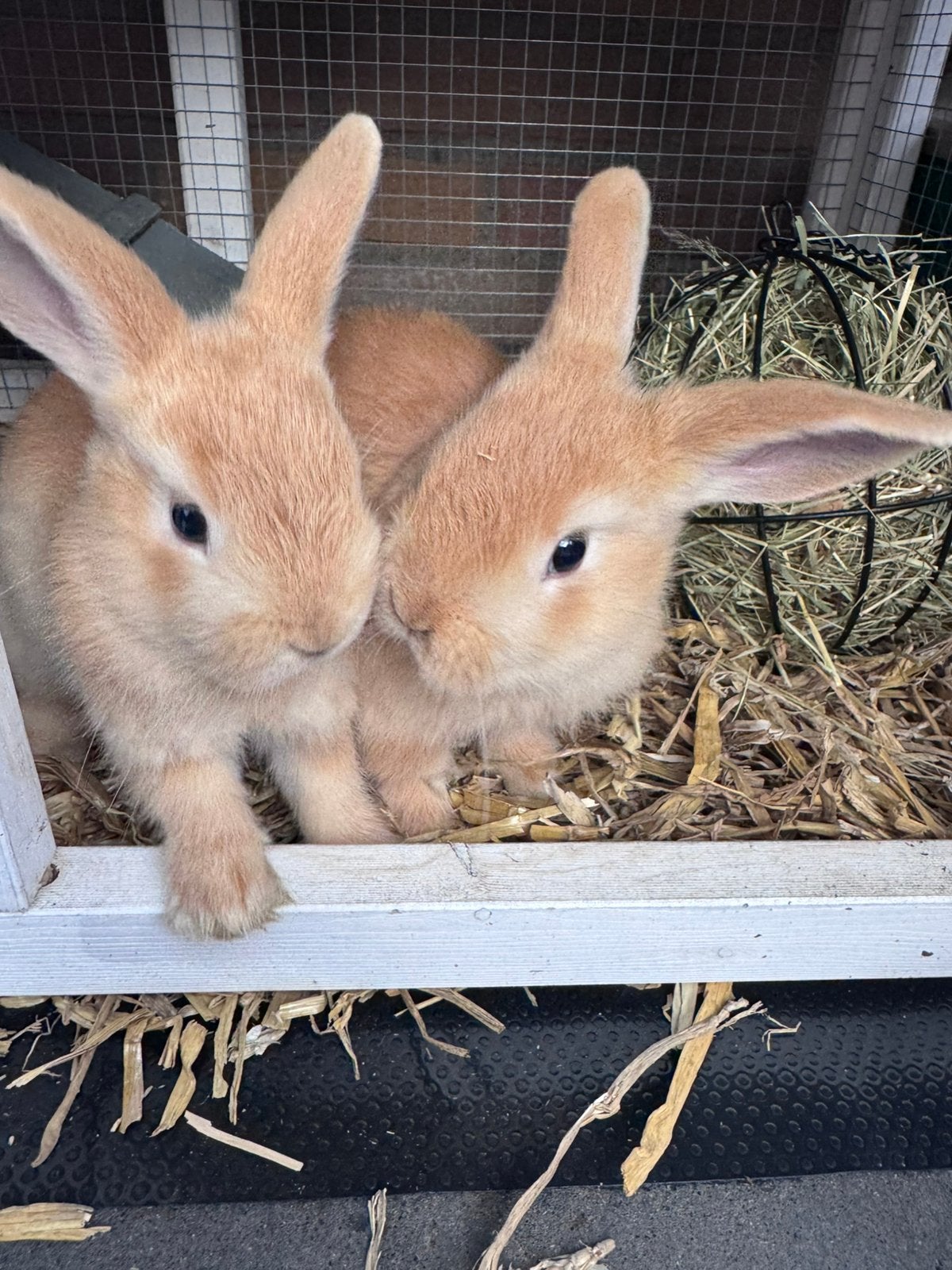 Dwerg konijntjes, Dieren en Toebehoren, Konijnen, Meerdere dieren, Dwerg