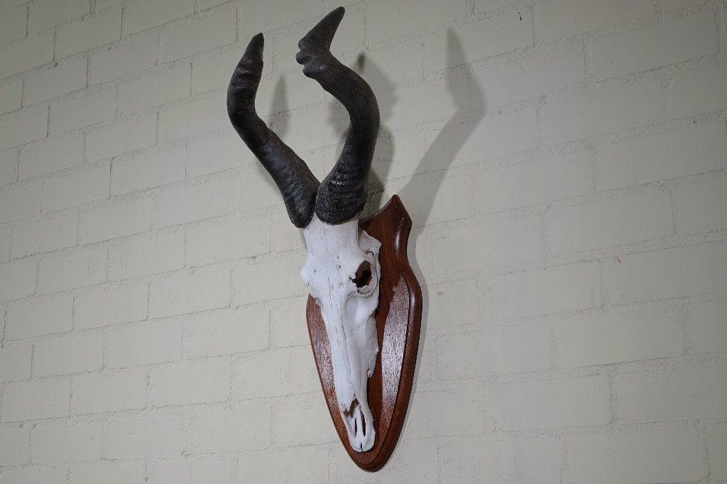 div hartebeest schedels  antilope skull afrika, Ophalen of Verzenden, Zo goed als nieuw, Hert, Gewei of Kop