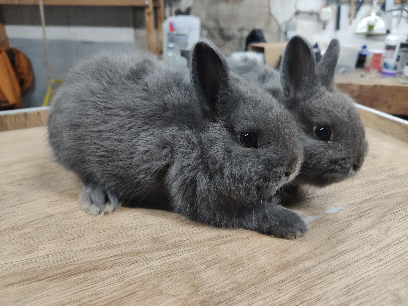 jonge blauwe kleurdwerg, Dieren en Toebehoren, Konijnen, Meerdere dieren, Dwerg, 0 tot 2 jaar
