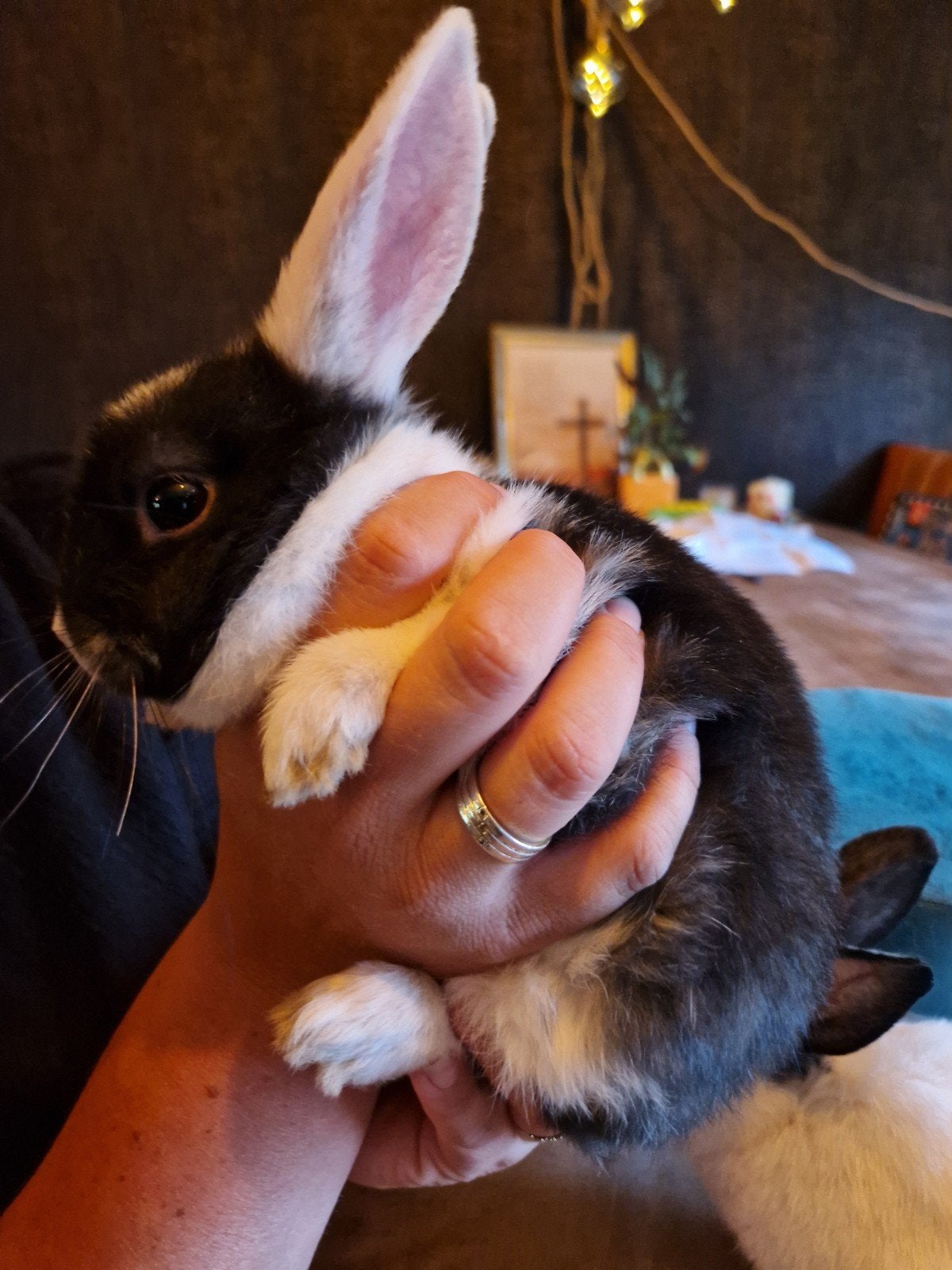 Konijntje, Dieren en Toebehoren, April, Mannelijk, Overige typen, Tam