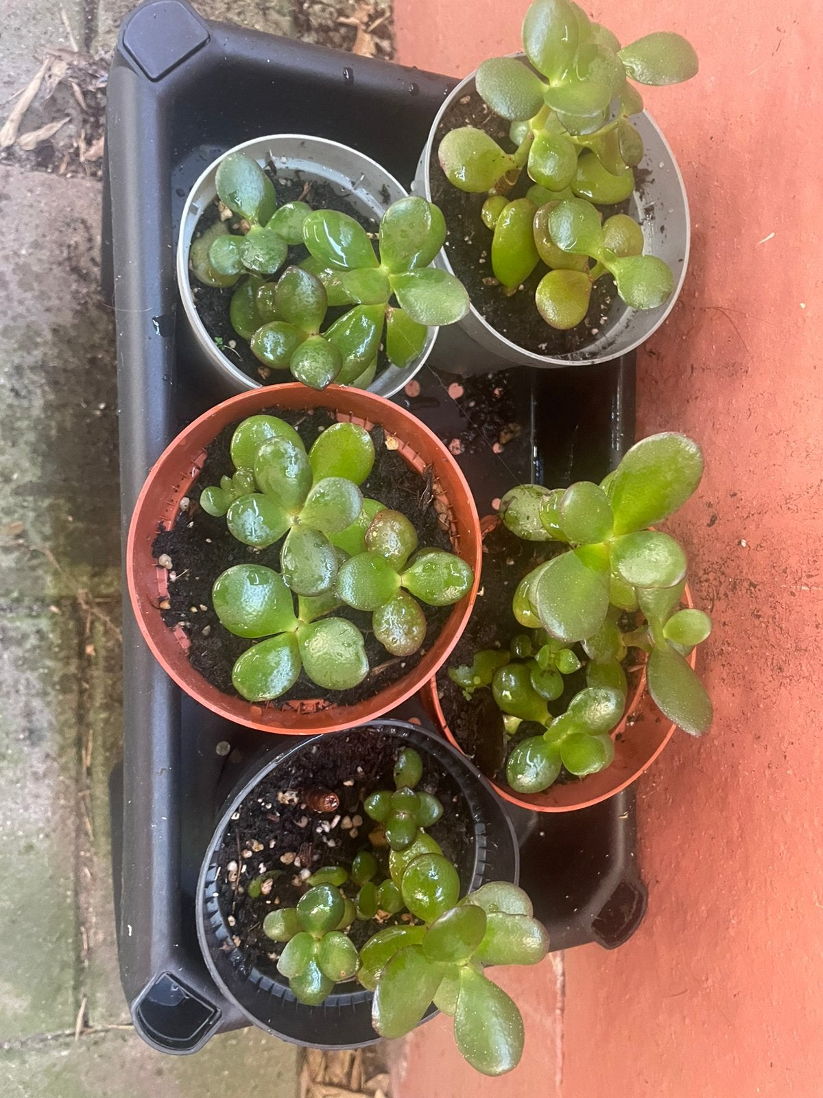Crassula Ovata, ook bekend als Jadeplant of Geldboom., Ophalen, Minder dan 100 cm, Overige soorten, Zomer