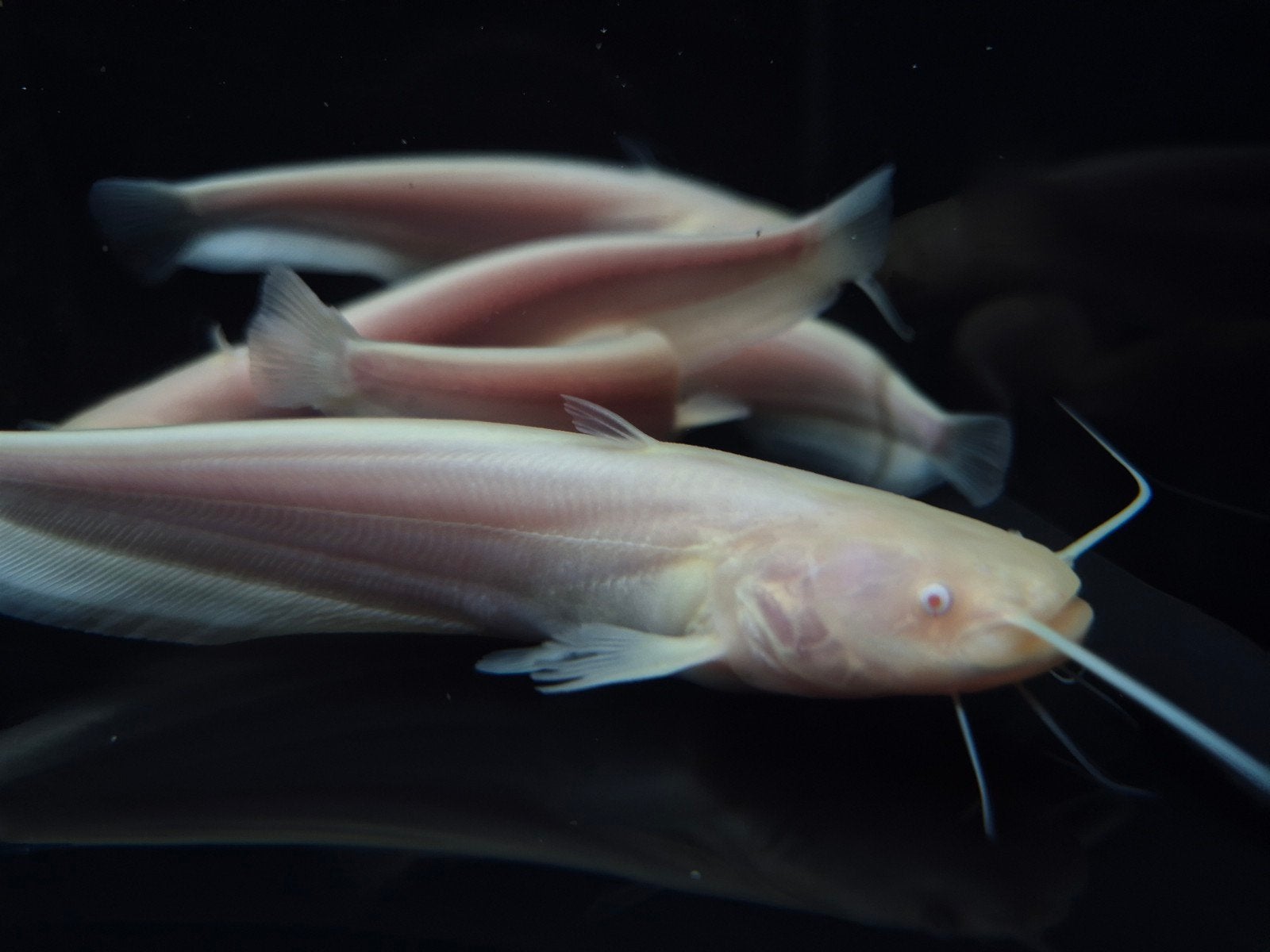 Albino Europese meerval, Vis, Zoetwatervis