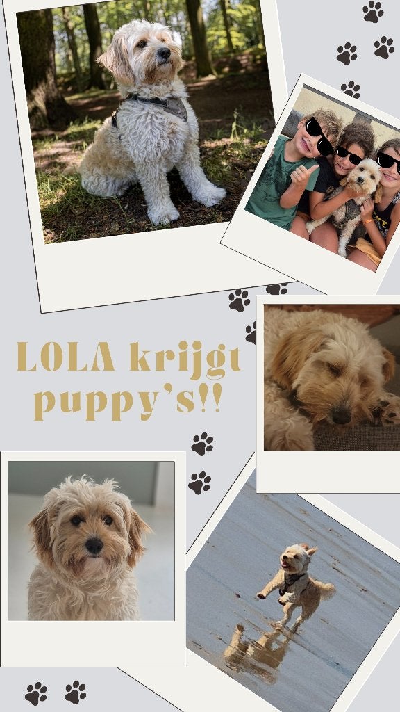Cockapoo / Mini Australian Labradoodle puppy's verwacht!, Dieren en Toebehoren, 8 tot 15 weken, HCC (leverziekte), Geslacht onbekend
