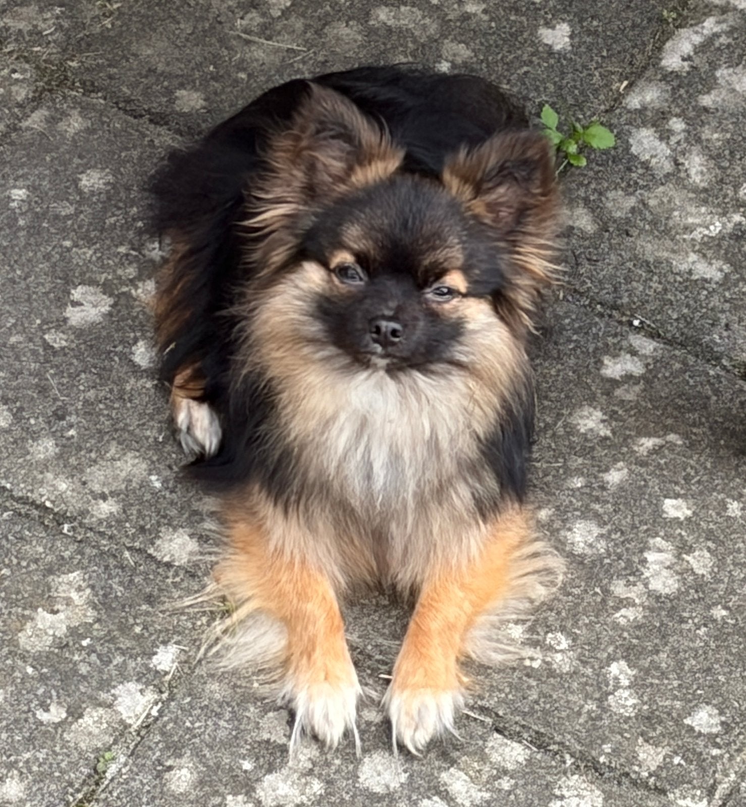 Chihuahua reu staat ter dekking (dekreu is niet te koop!), Dieren en Toebehoren, Parvo, Reu, 1 tot 2 jaar, Eén hond