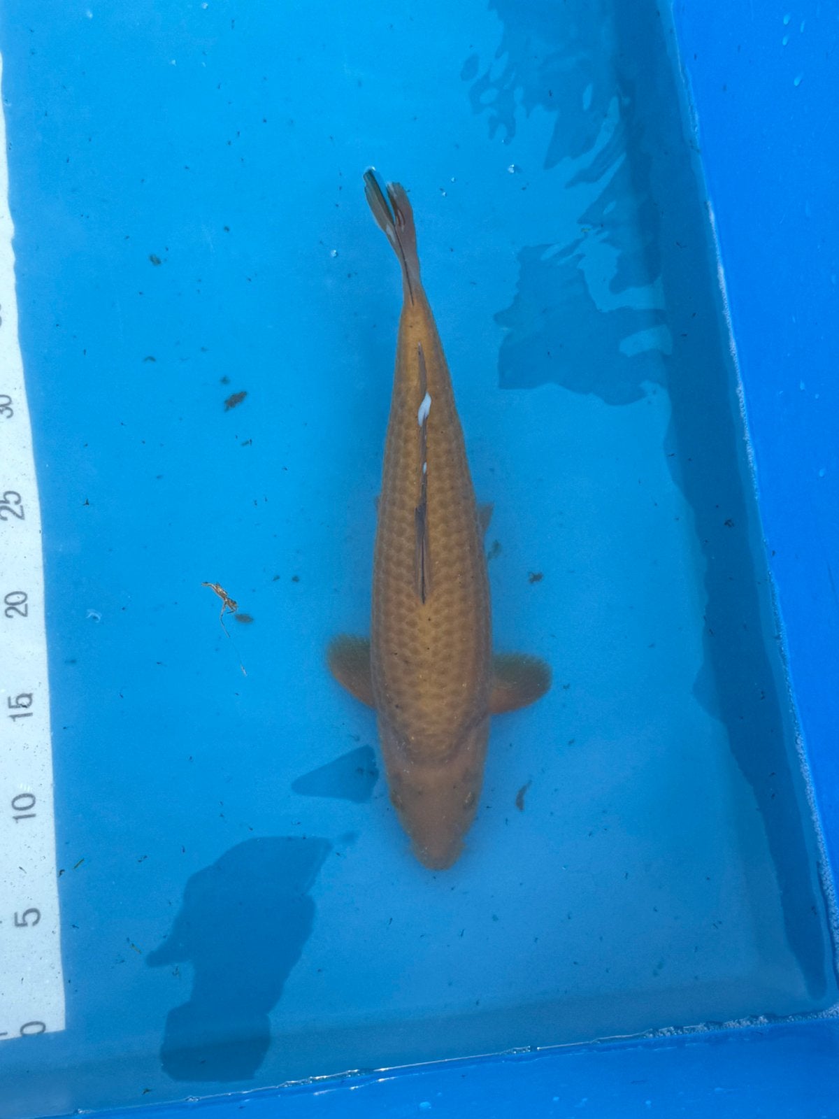 Chagoi, Dieren en Toebehoren, Karper of Koi