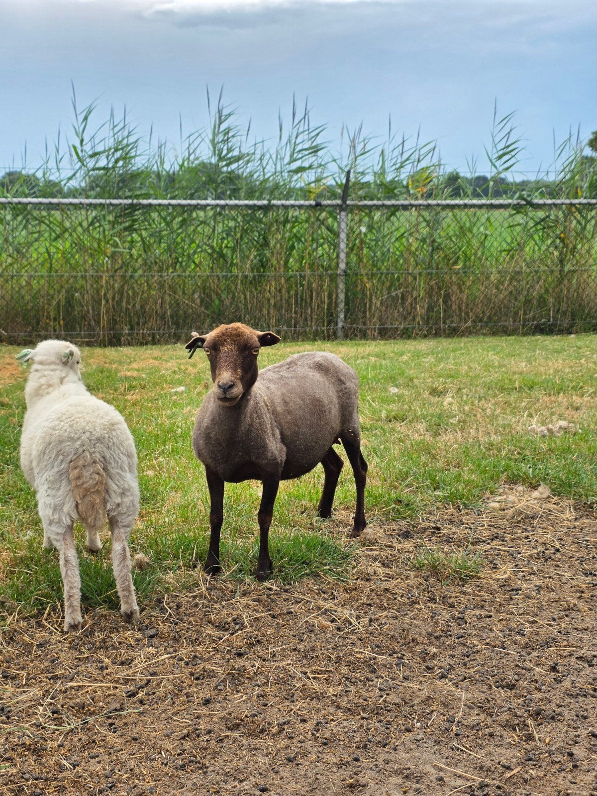 Ouessant ooi te koop, Dieren en Toebehoren, Vrouwelijk, Schaap, 0 tot 2 jaar