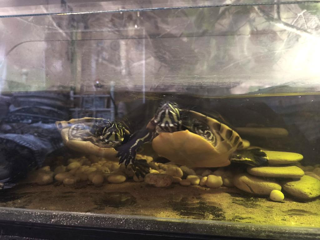 Waterschildpadden, Schildpad, 3 tot 6 jaar
