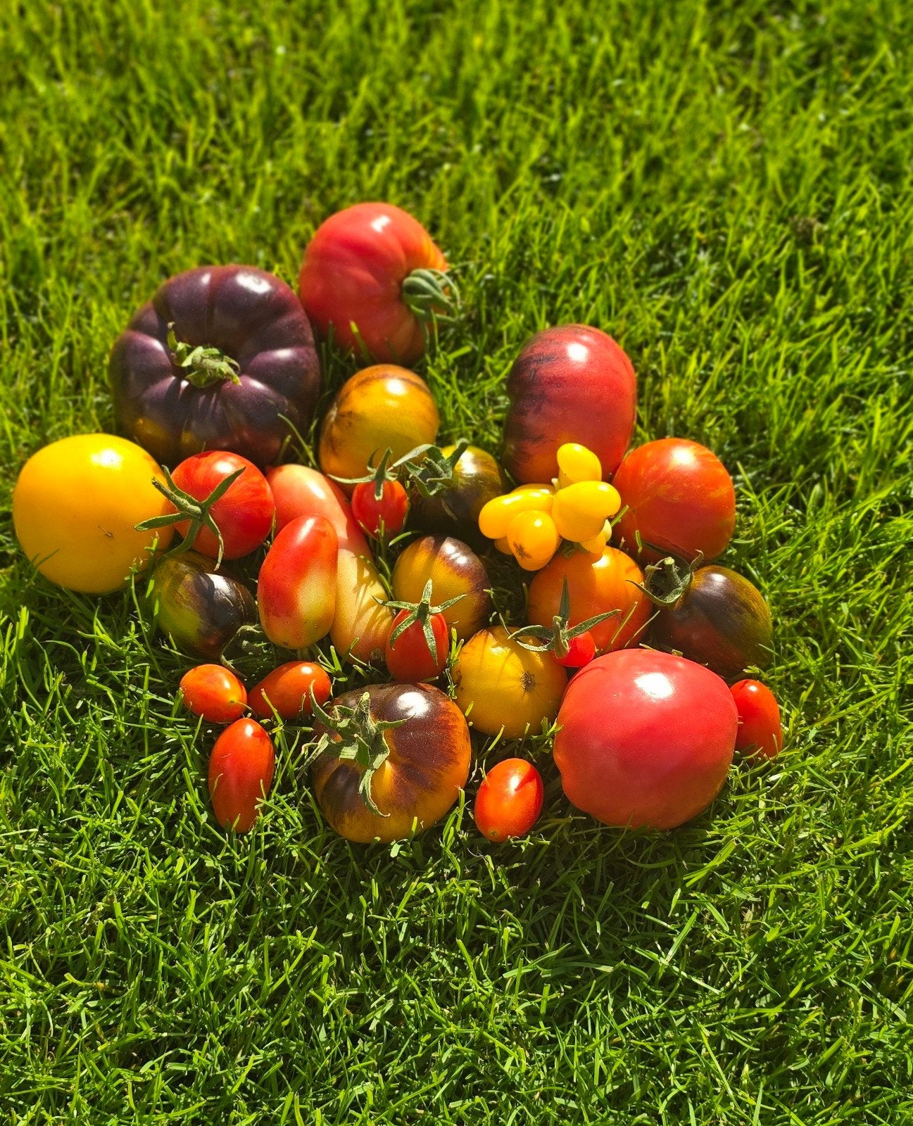 Zaden: Paprika, Peper & Tomaat - Diverse Soorten, Tuin en Terras, Ophalen of Verzenden, Eenjarig, Groenteplanten, Volle zon