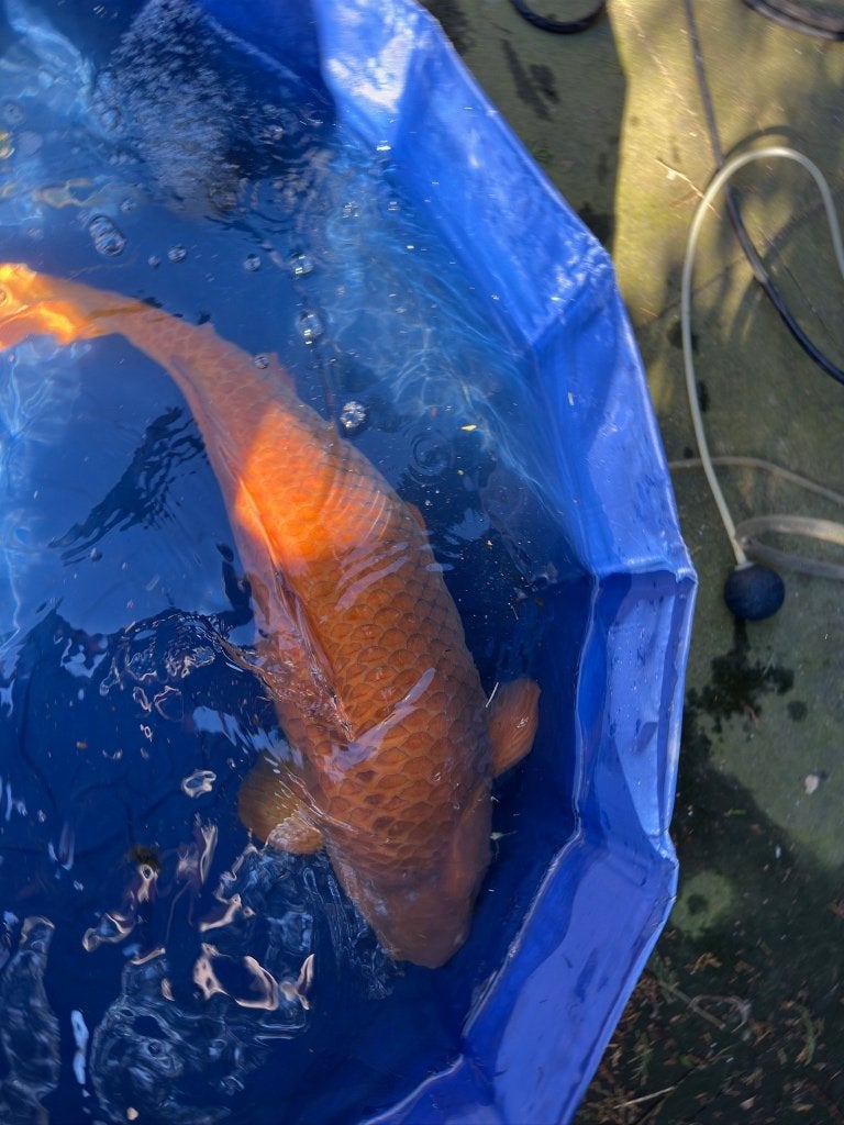 Chagoi Japanse Jumbo Koi, Karper of Koi