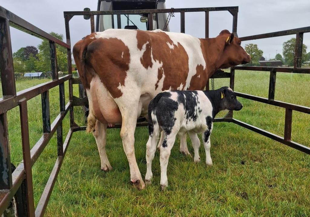 Koe + bbl kalf te koop, Dieren en Toebehoren, Runderen, Mannelijk