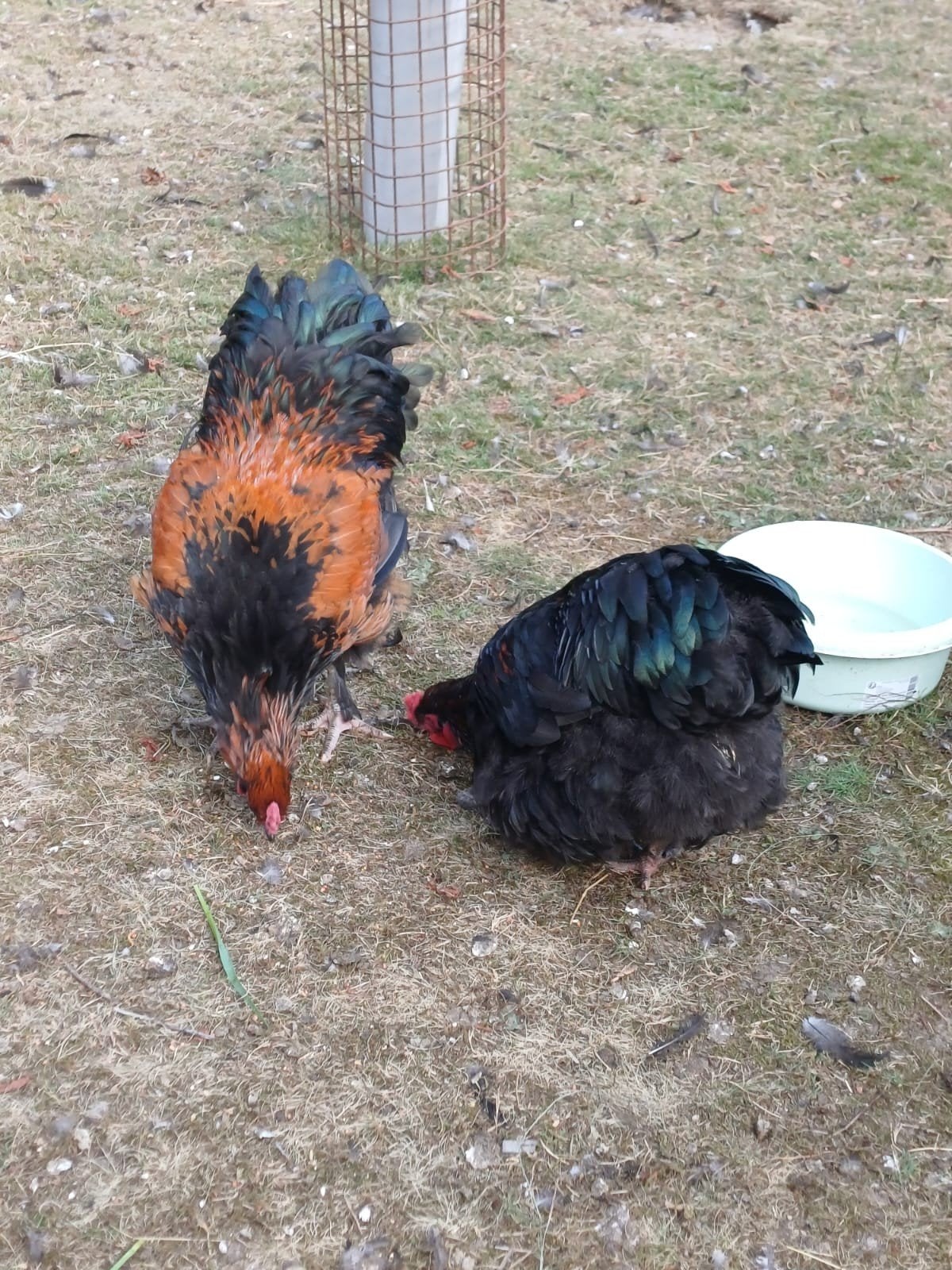 Brahma x Orpington hanen, Dieren en Toebehoren, Mannelijk, Kip