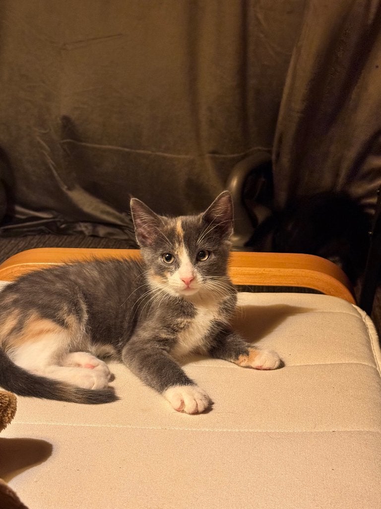 Kittens, Dieren en Toebehoren, Meerdere dieren, 0 tot 2 jaar