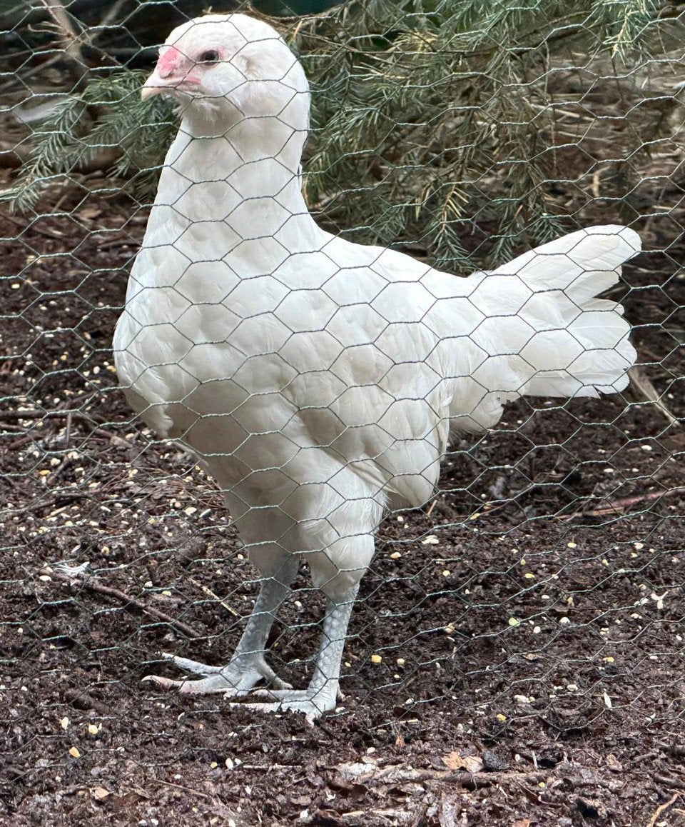 Witte Ameraucana haan, Dieren en Toebehoren, Mannelijk, Kip