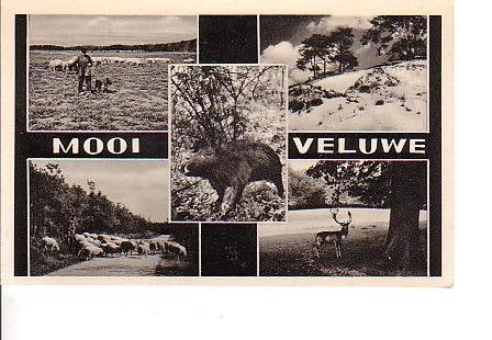 Ansichtkaart	Veluwe	5-luik	Mooi Veluwe, Verzenden, 1940 tot 1960, Gelopen, Gelderland