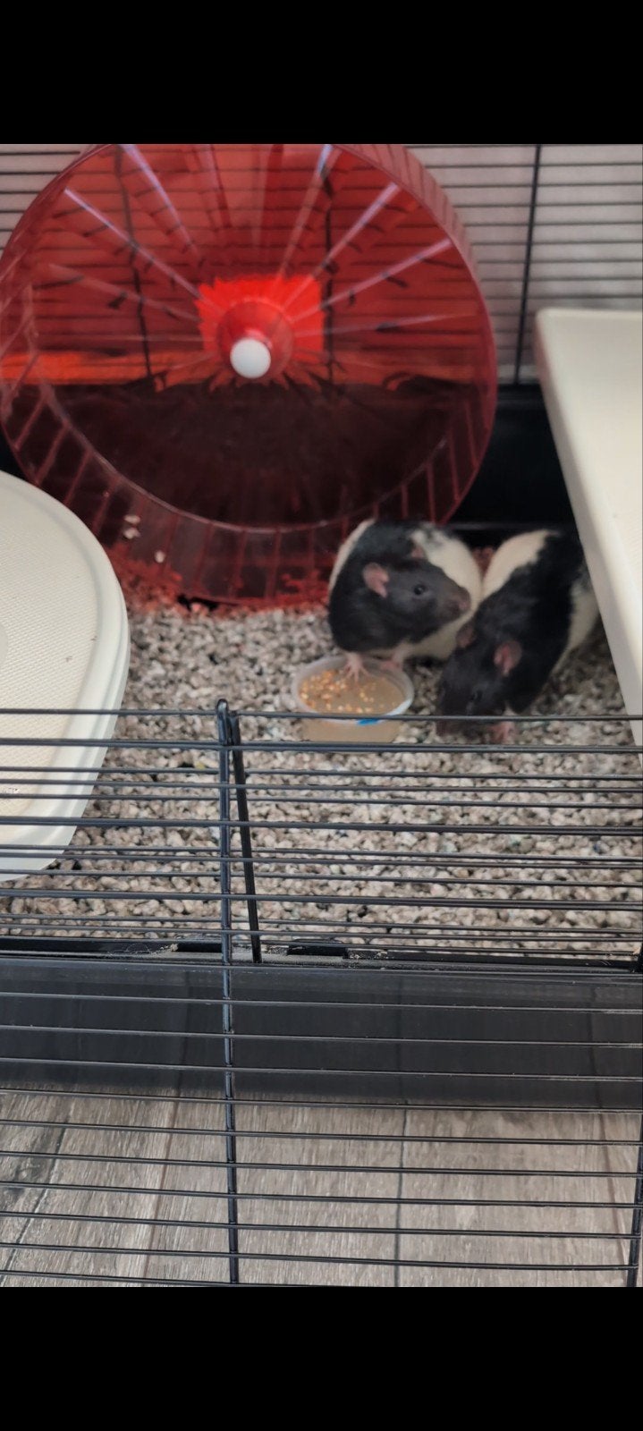 2 mannelijke ratten (ophalen), Dieren en Toebehoren, April, Mannelijk