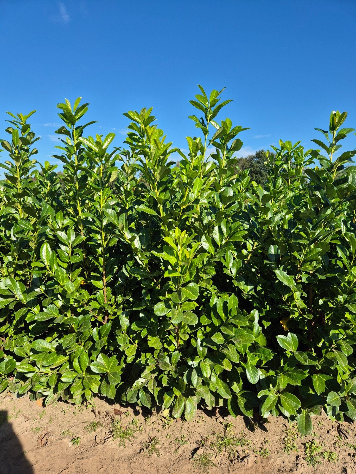 Laurierkers Novita 140/160 cm - Groenblijvende Haagplant, Tuin en Terras, Ophalen, Laurier, Haag, 100 tot 250 cm