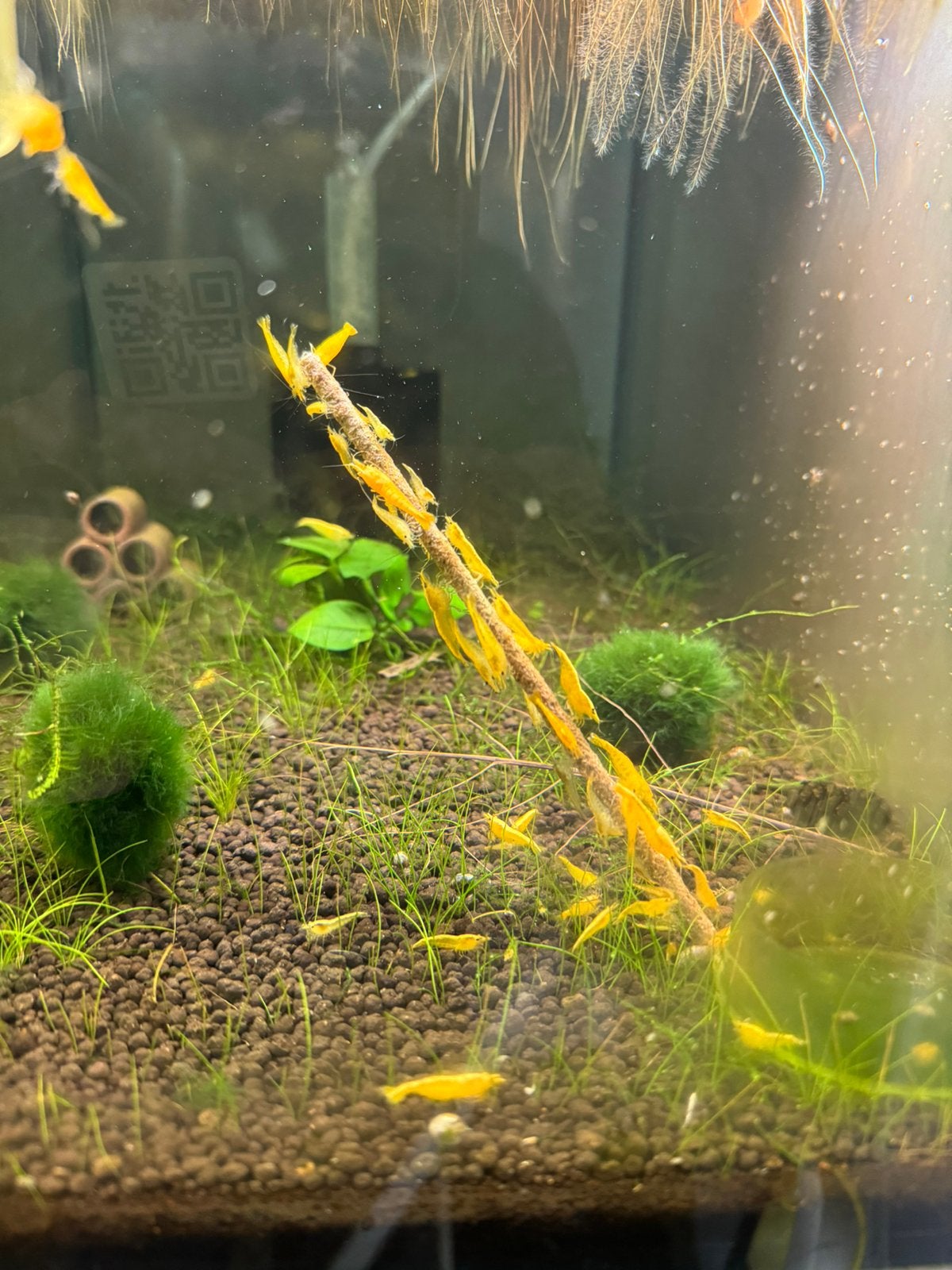 Gele Neocaridina garnalen op kraanwater, Dieren en Toebehoren, Kreeft, Krab of Garnaal, Zoetwatervis, Schoolvis