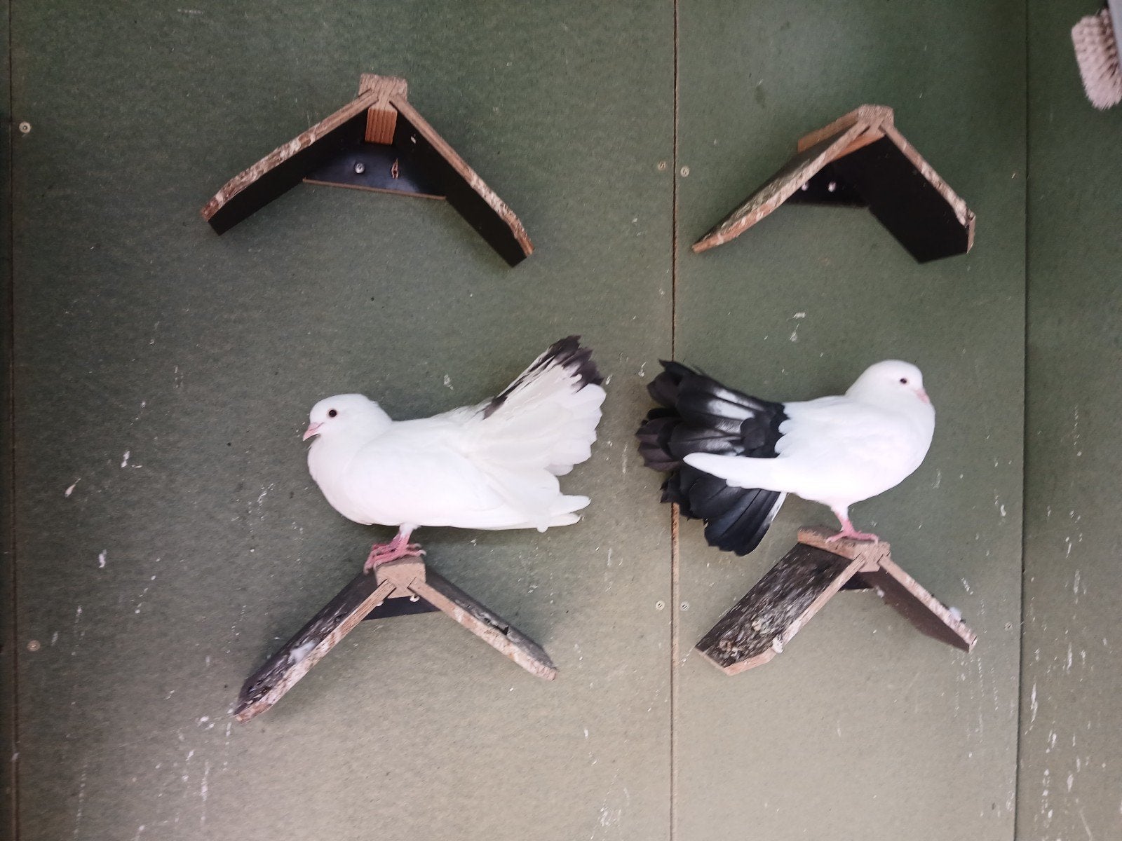 Jonge pauwstaarten, Meerdere dieren, Overige soorten