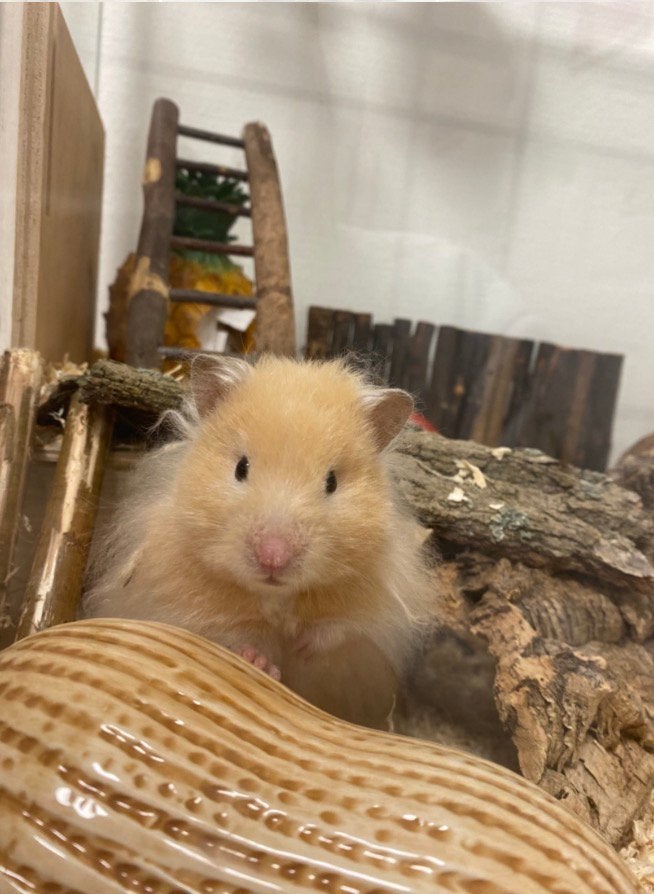 Syrische langhaar hamster, Dieren en Toebehoren, Hamster, Maart, Mannelijk, Tam