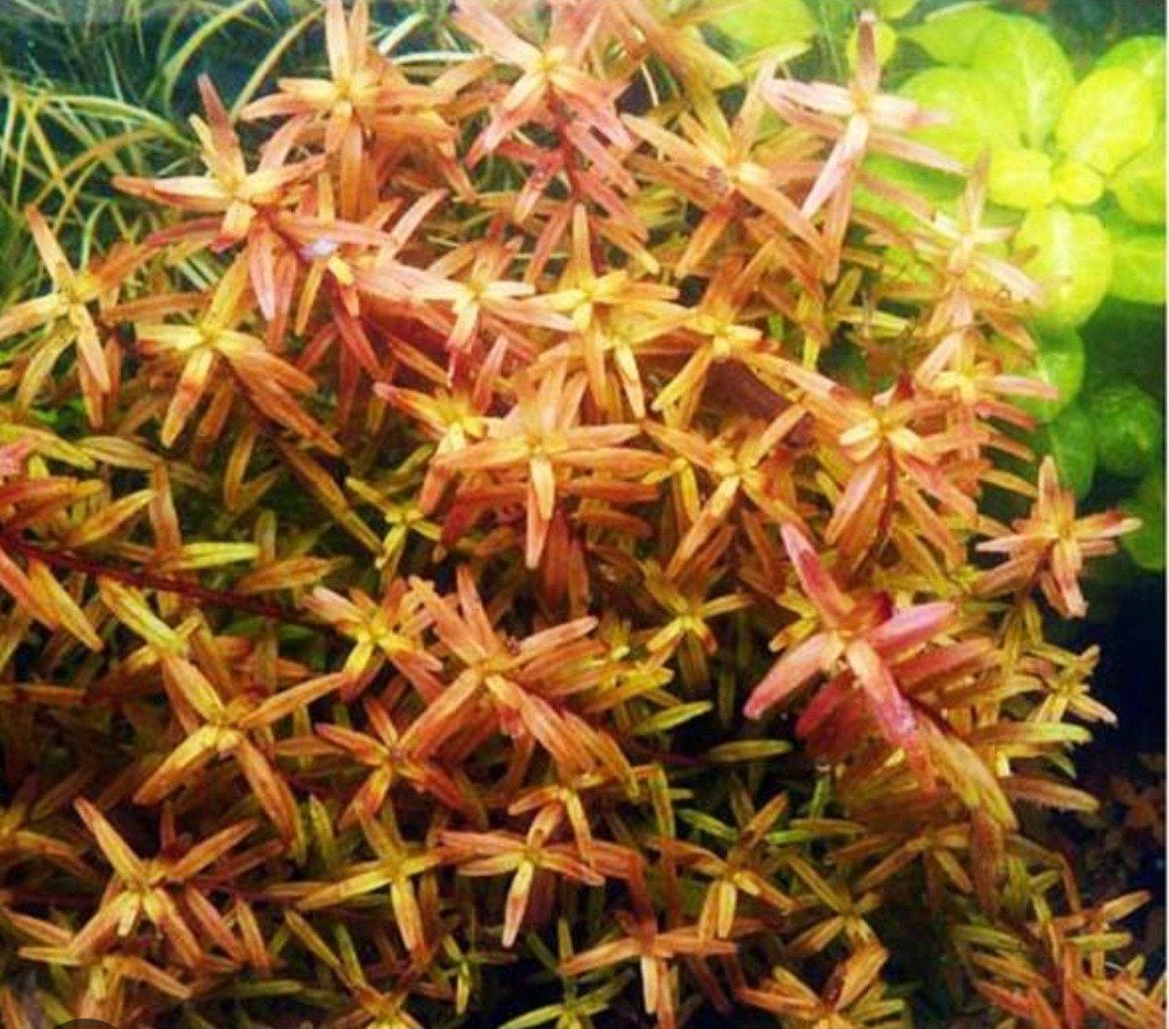 aquariumplanten, vissen, aquarium, planten, Dieren en Toebehoren
