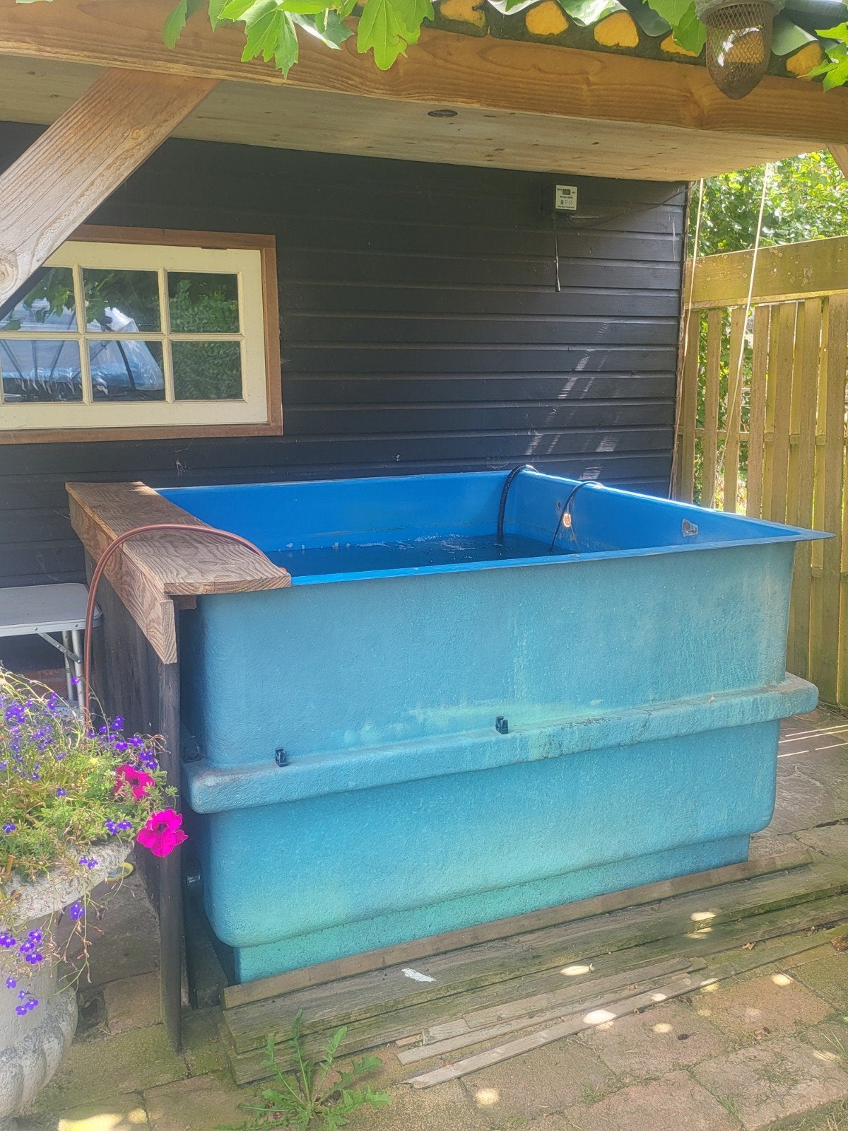 Vijverbak met japanse koi, Dieren en Toebehoren, Karper of Koi