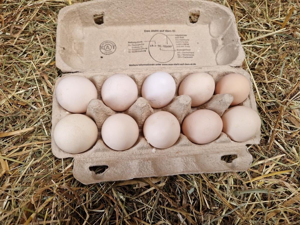 Broedeieren mix, Dieren en Toebehoren, Pluimvee, Kip, Geslacht onbekend