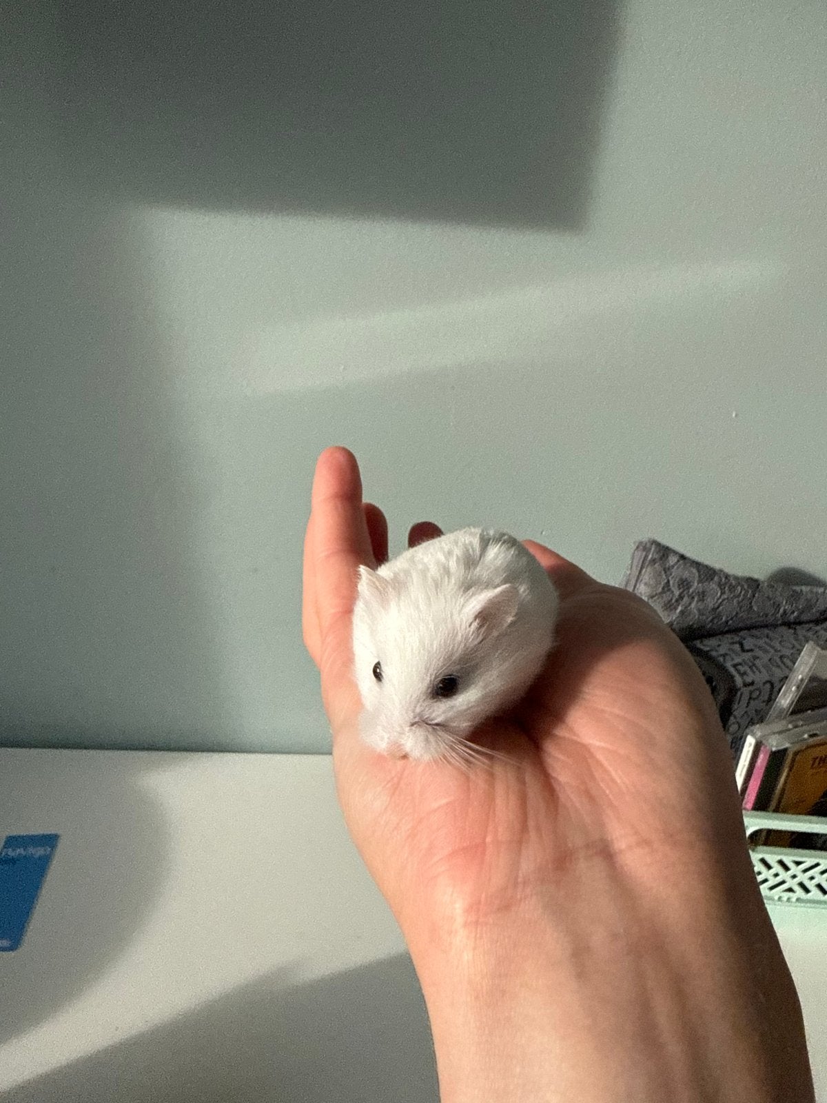 Roborovski dwerghamster mannetje, Hamster, April, Mannelijk, Tam