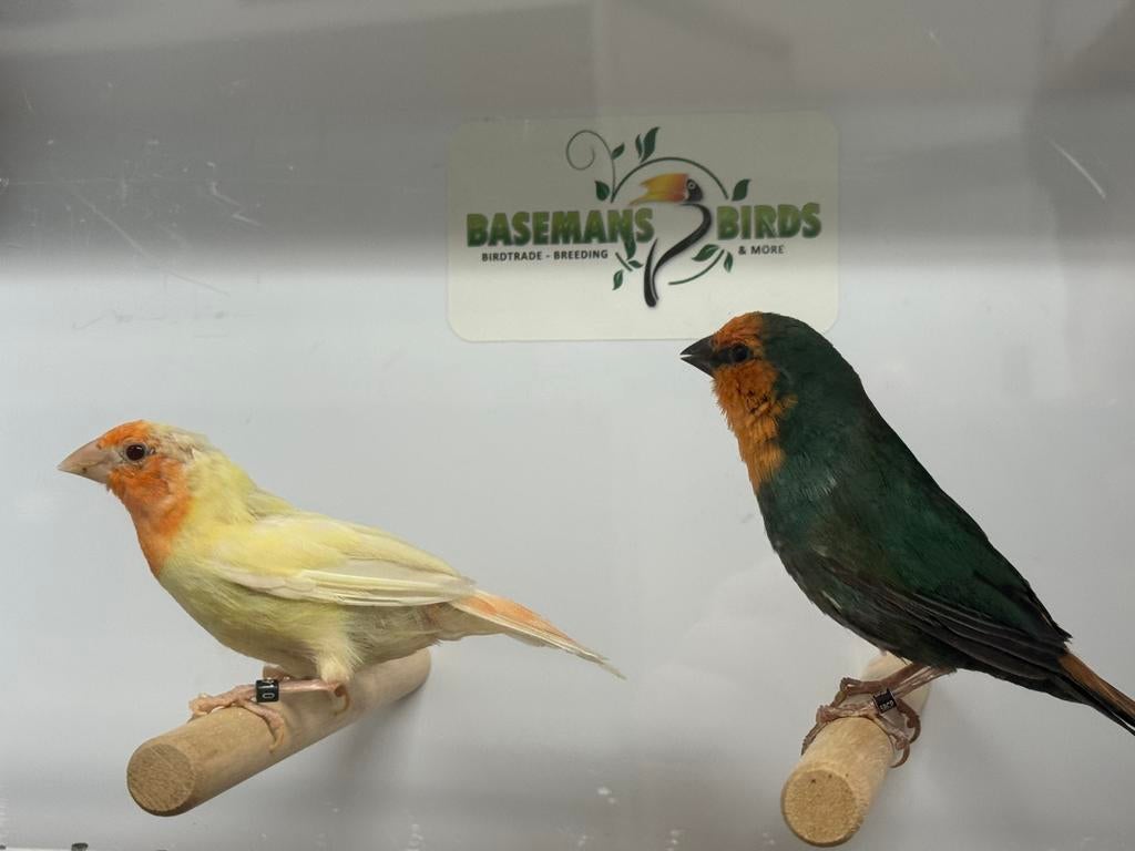Roodkop papegaaiamadine - Erythrura psittacea, Meerdere dieren, Tropenvogel, Geringd