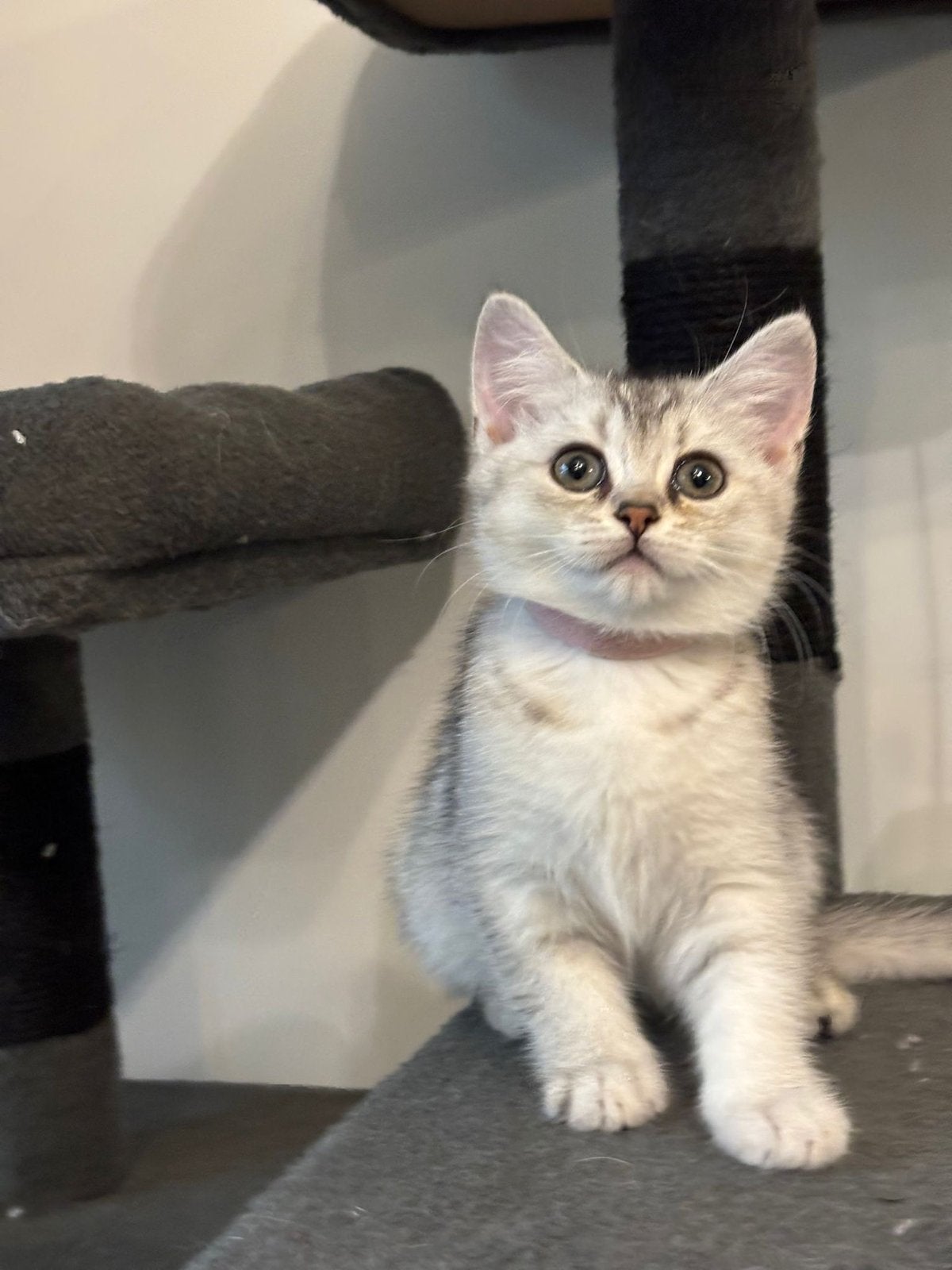 Britse Korthaar poes – Black Silver Shaded, Poes, Kortharig, 0 tot 2 jaar
